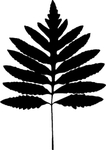 植物系列 树叶