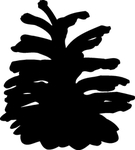 植物果实系列 种子