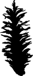 植物果实系列 种子