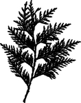 植物系列 树叶