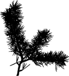 植物系列 树叶