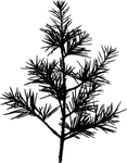 植物系列 树叶