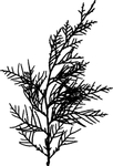 植物系列 树叶