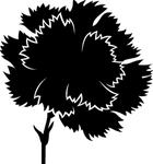 花卉系列 康乃馨