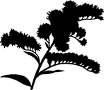 植物花卉系列 花卉