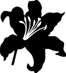 花卉系列 百合花