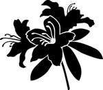 花卉系列 百合花