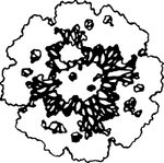 花卉系列 花芯