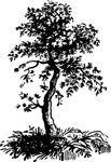 植物系列 树木