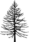 植物系列 冬天树干