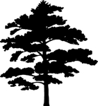 植物系列 树木