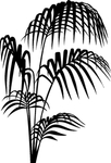 植物系列 袖珍椰子