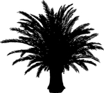 植物系列 树木