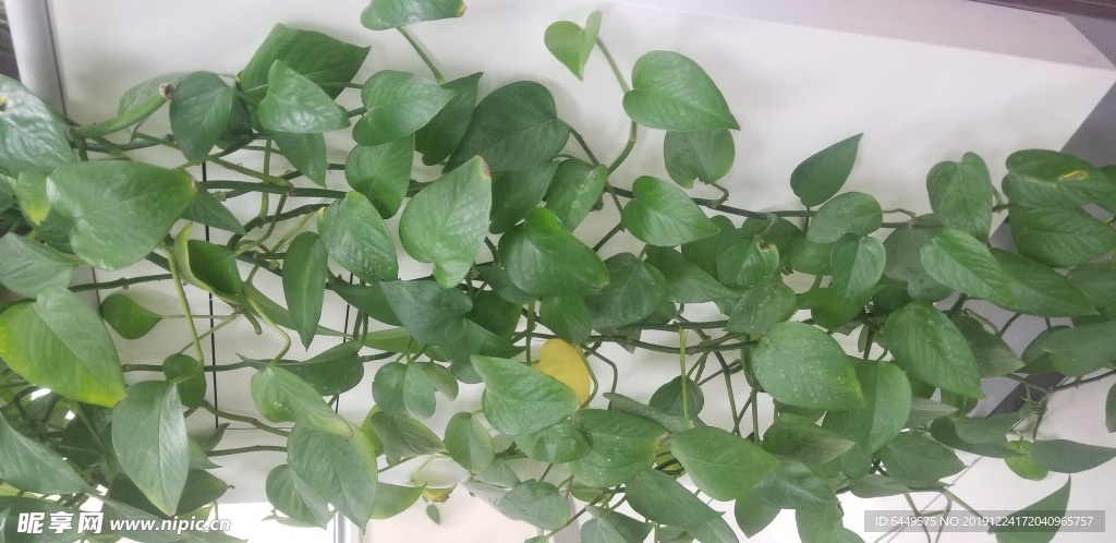 植物