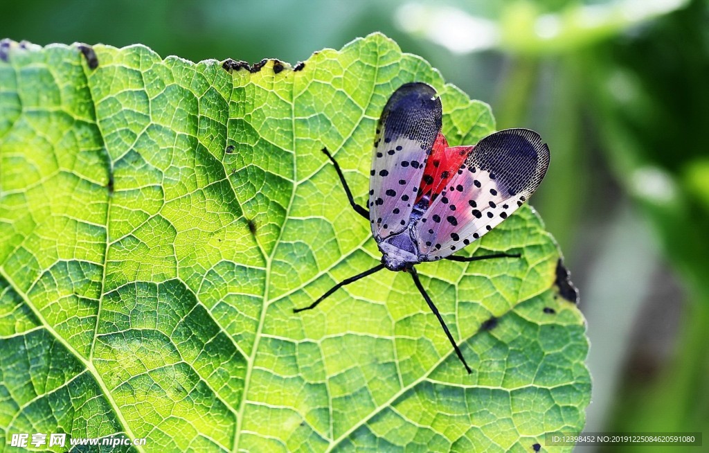 斑衣蜡蝉