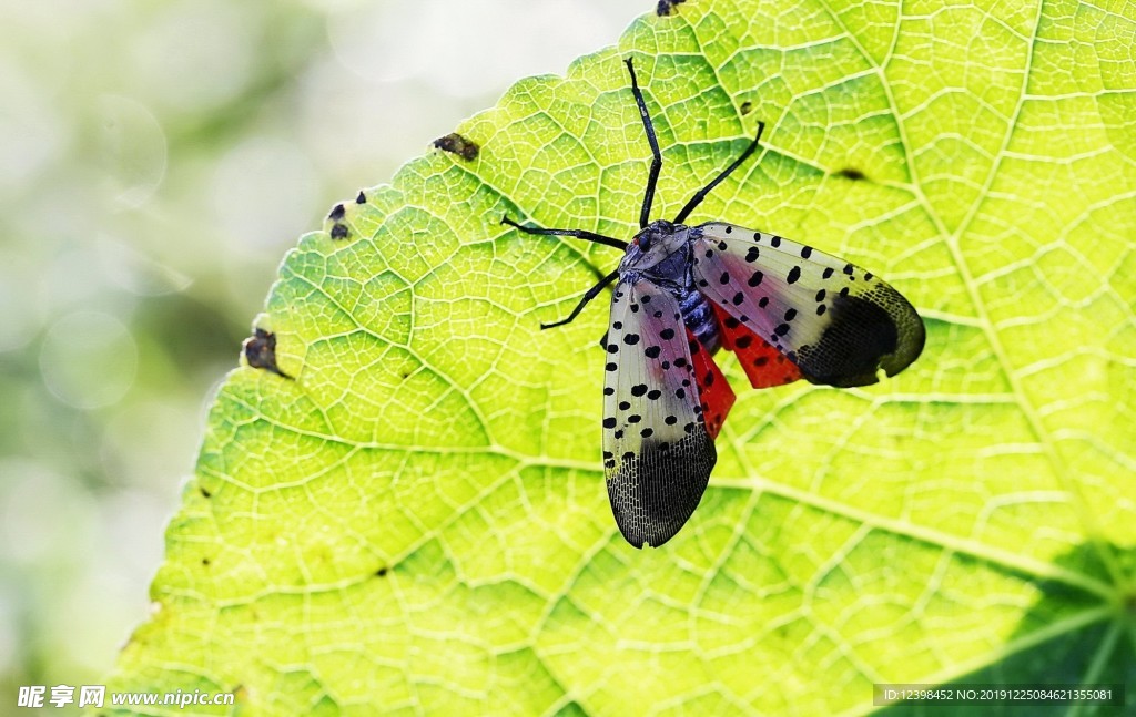 斑衣蜡蝉