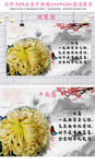 菊花咏菊海报图片素材
