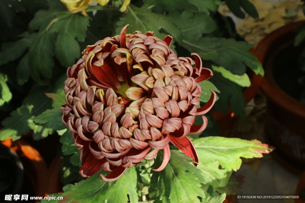 菊花