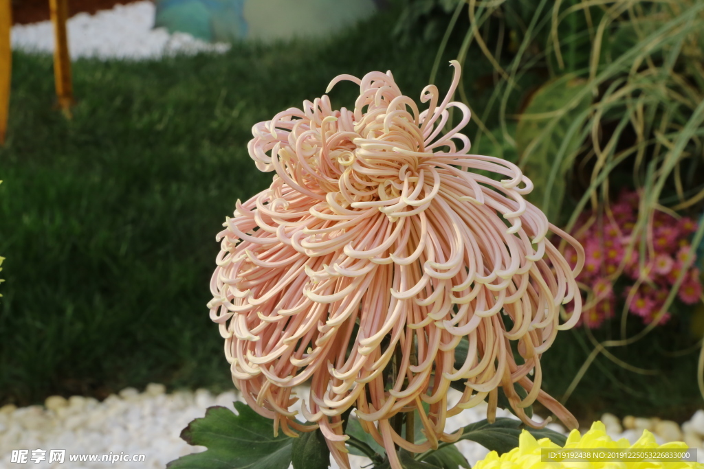 菊花