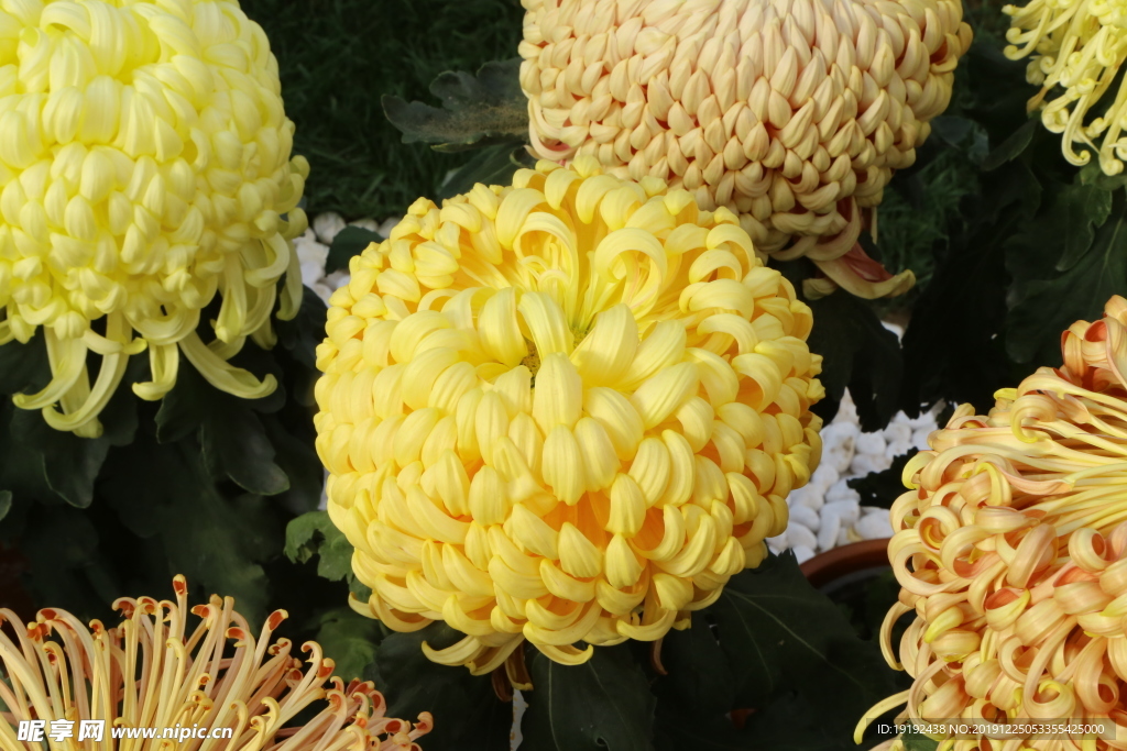 菊花