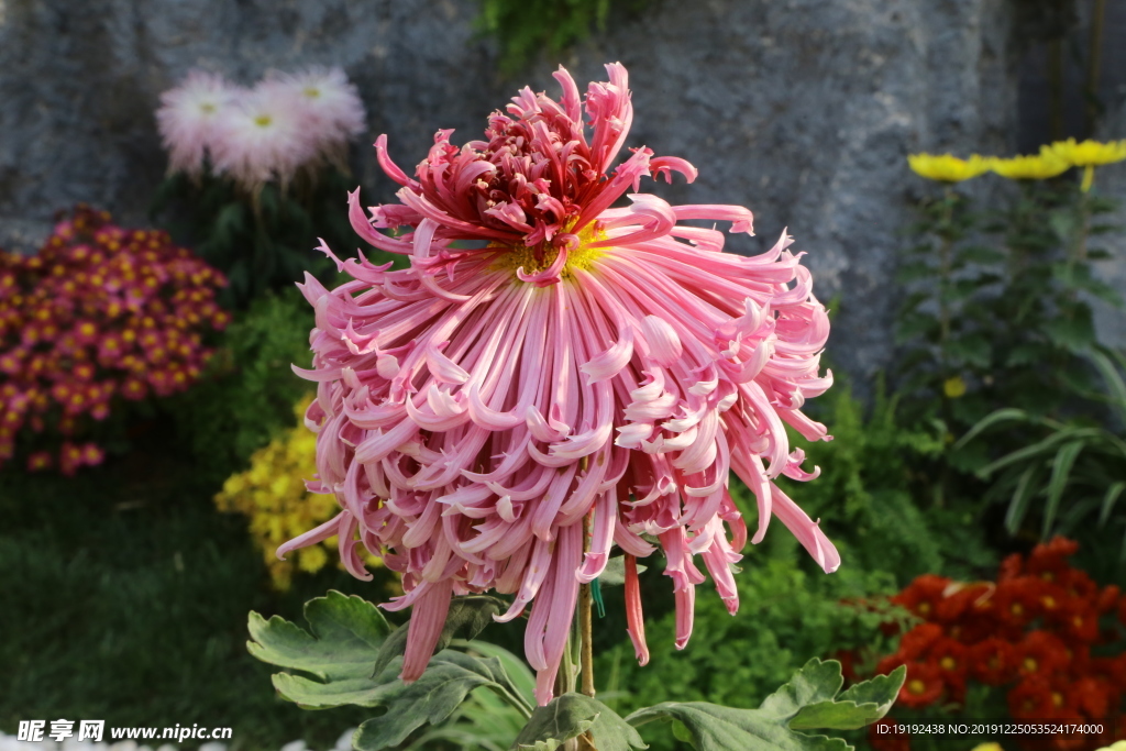 菊花
