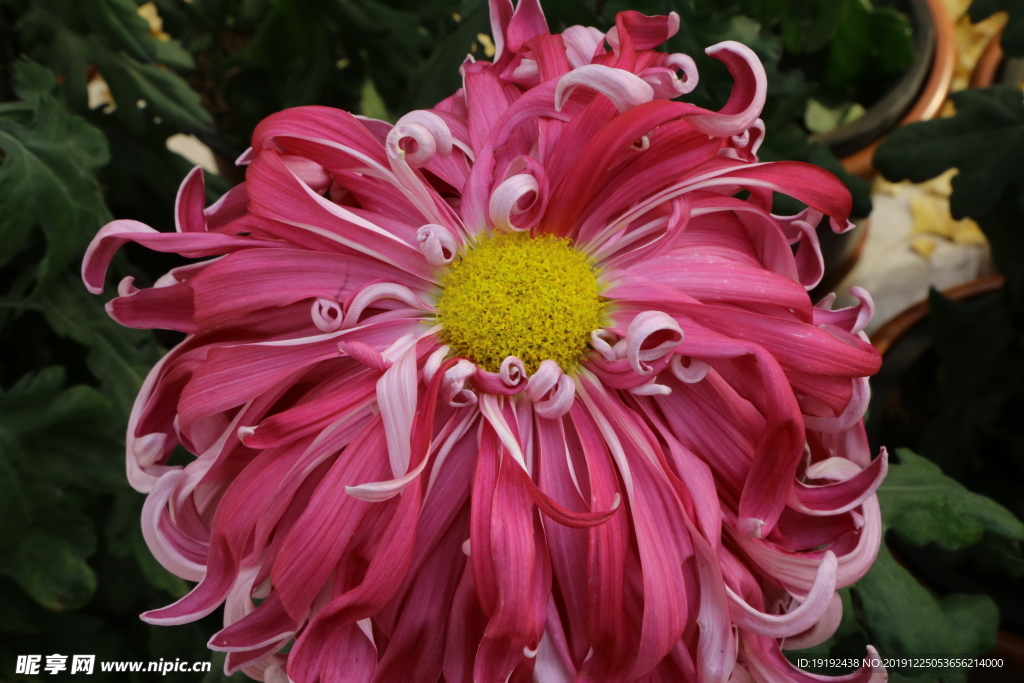 菊花