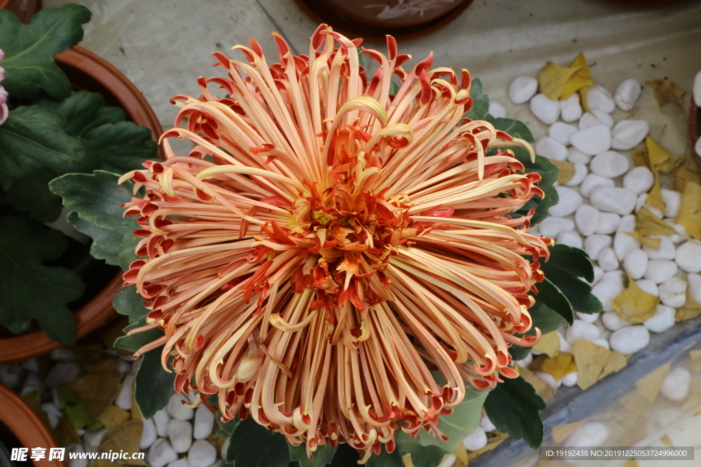 菊花