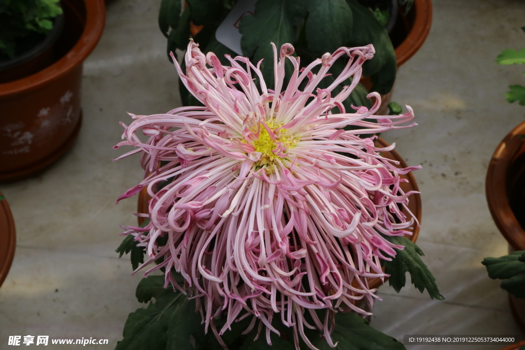 菊花