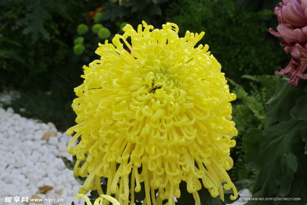 菊花