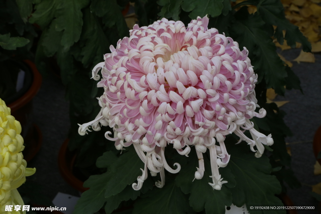 菊花