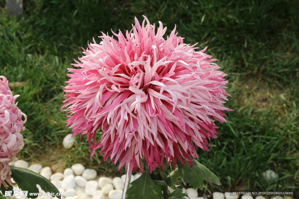菊花
