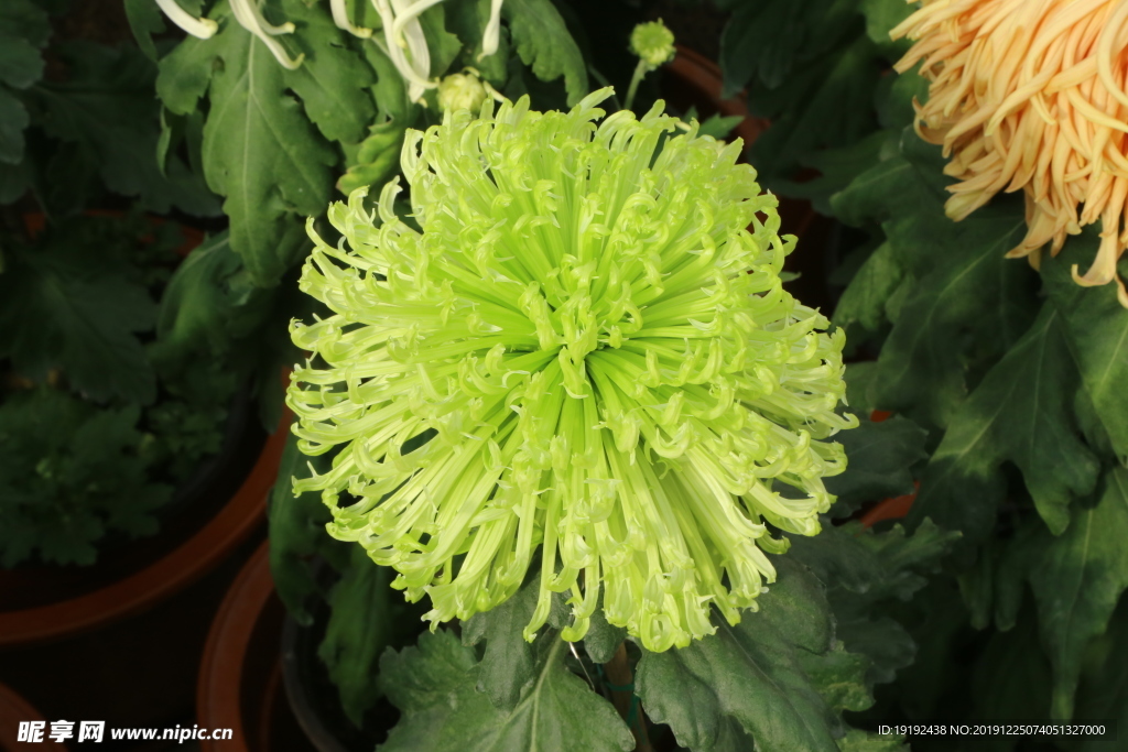 菊花