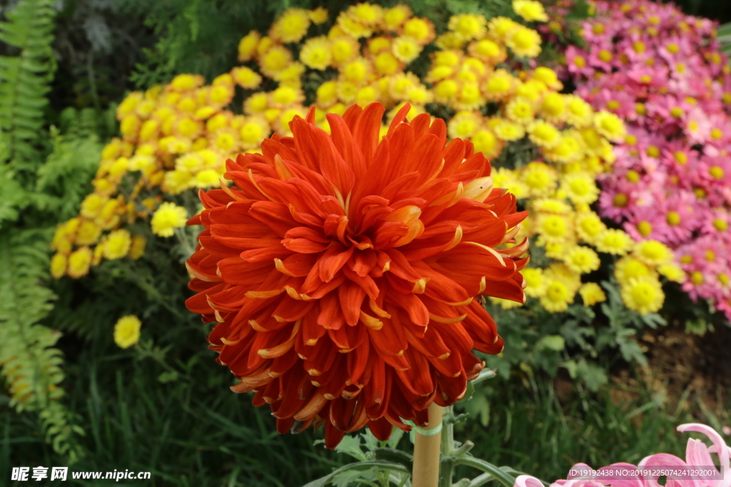 菊花
