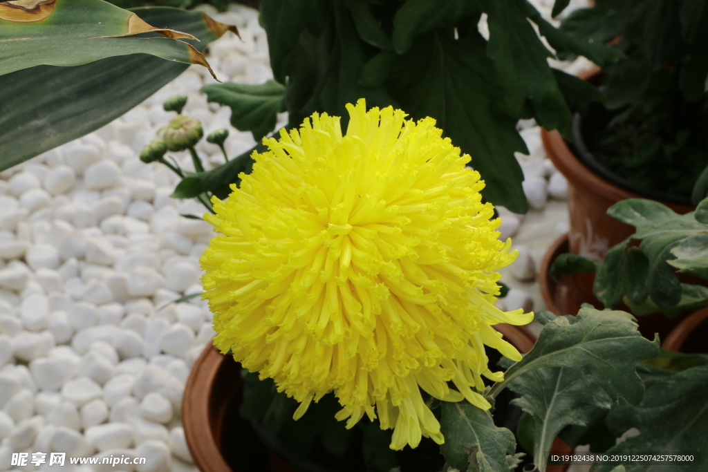 菊花