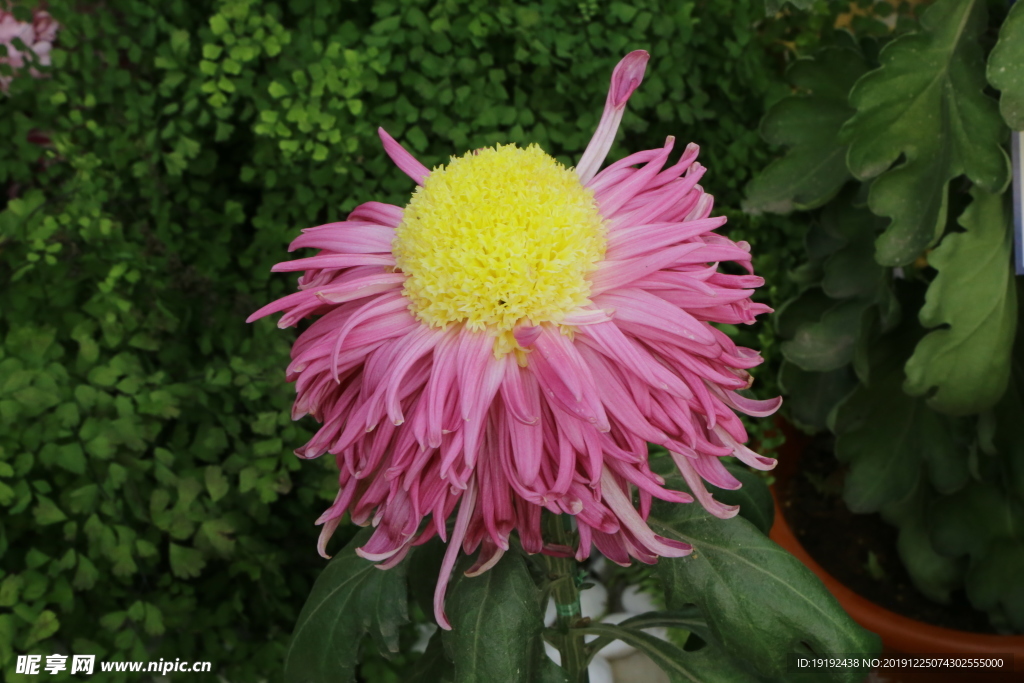 菊花