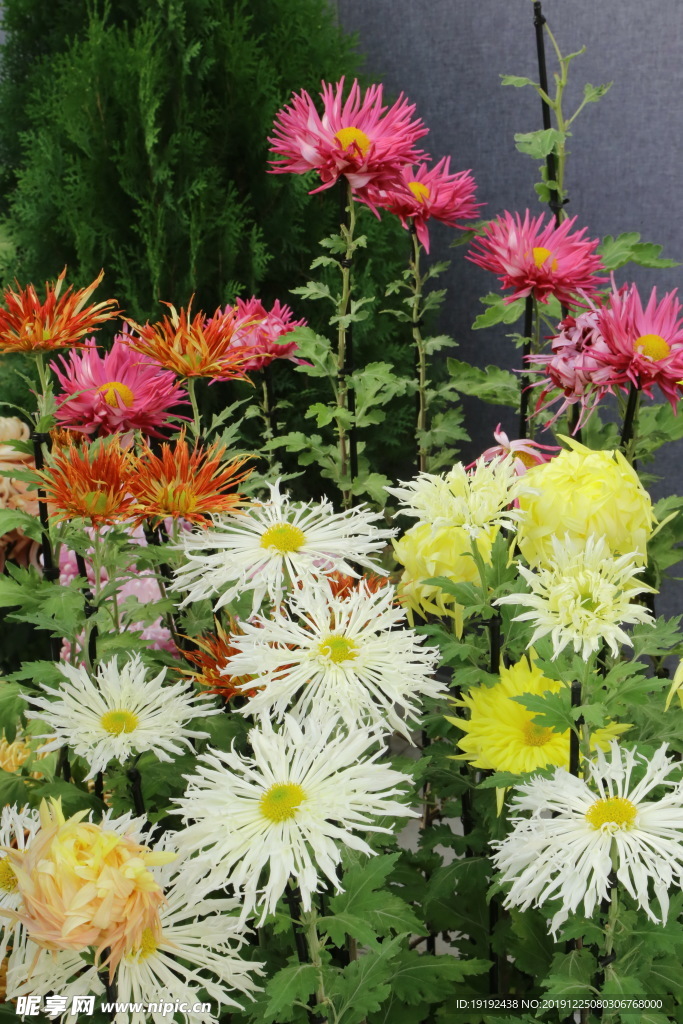 菊花
