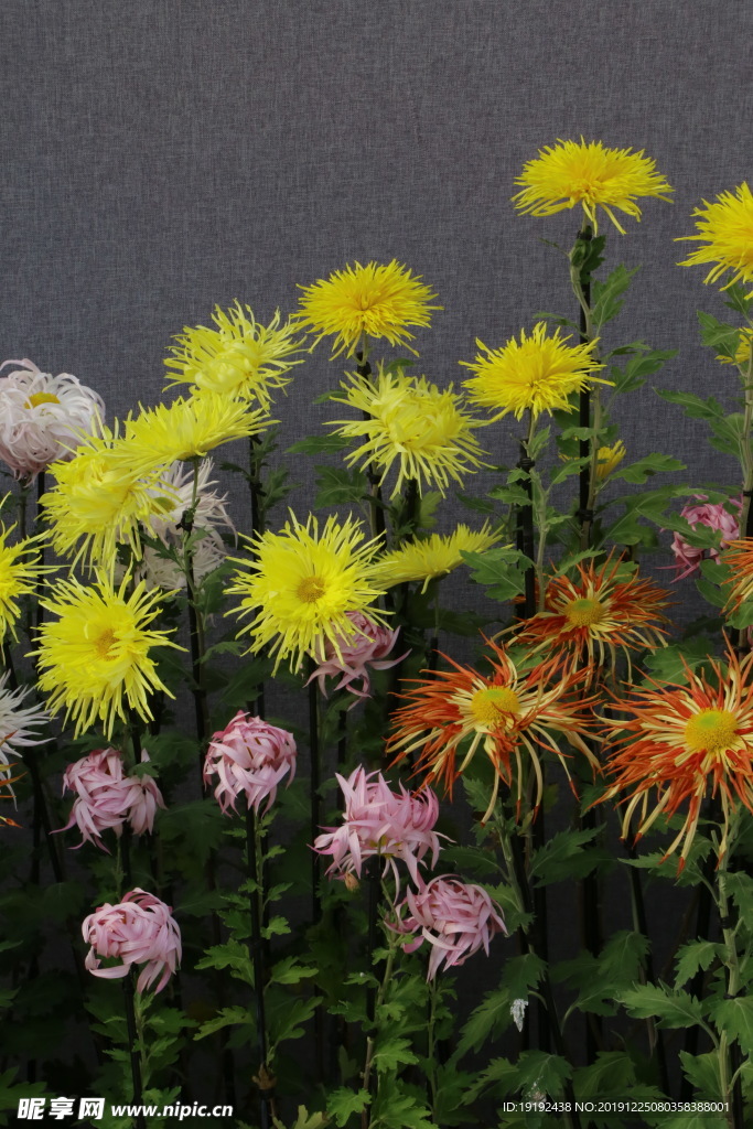 菊花