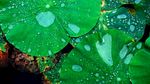 露水