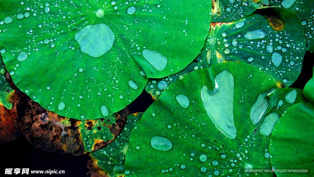 露水