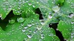 露水