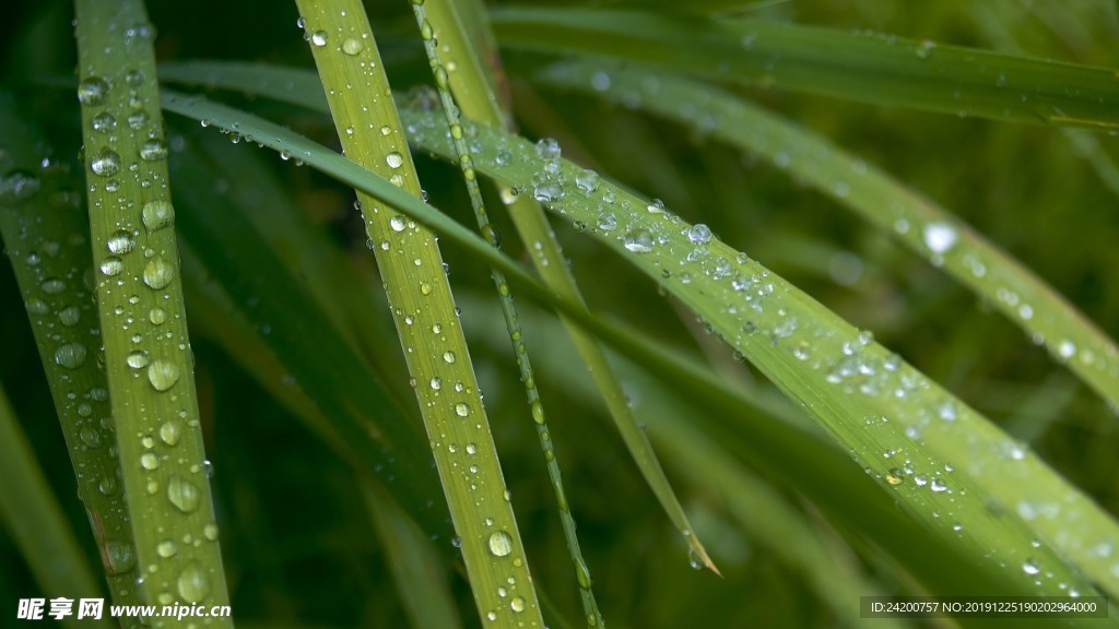 露水