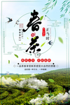 茶叶海报