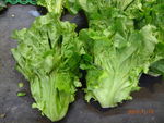 生菜