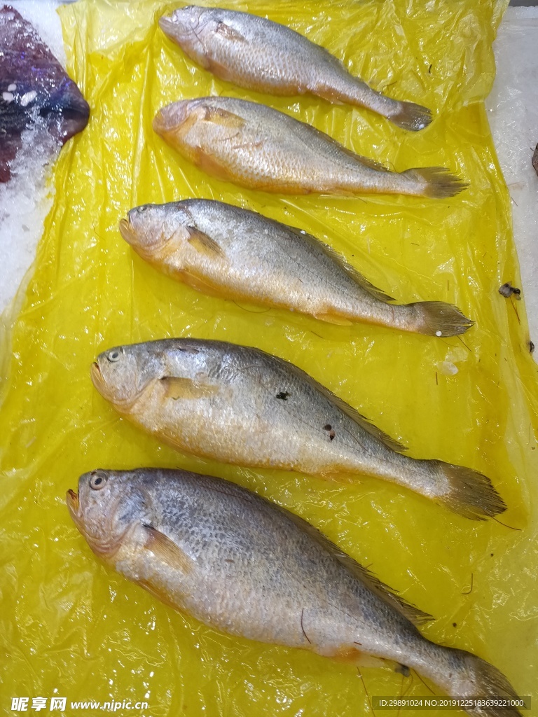 小黄鱼