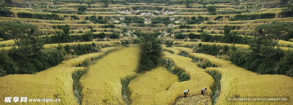 麦田