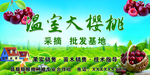 温室大樱桃