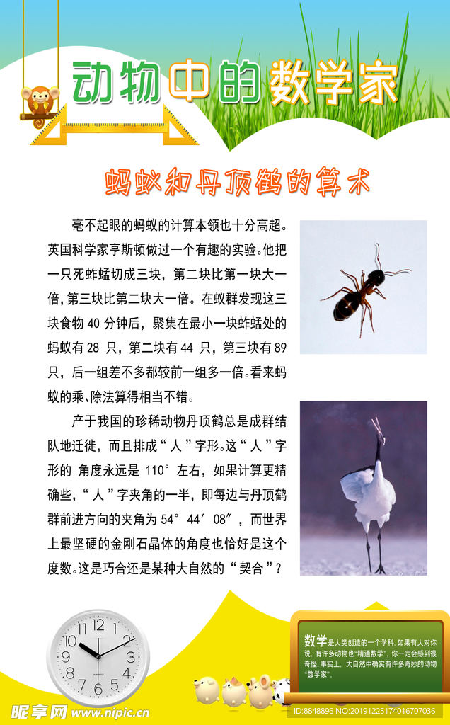 动物中的数学家