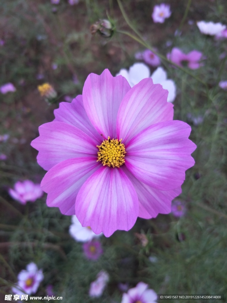 格桑花花朵
