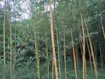 山间树林