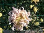 一朵菊